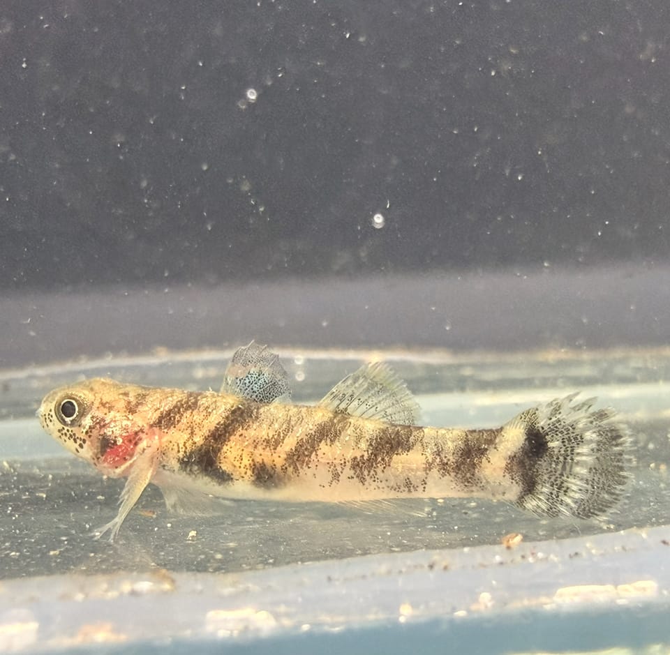 ภาพประกอบของ ปลาบู่หัวมนยาว (Hemigobius hoevenii)