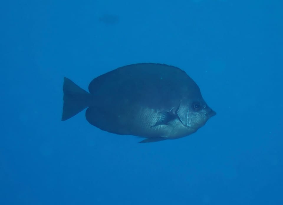 ภาพประกอบของ ปลาผีเสื้อ thompsoni (Hemitaurichthys thompsoni)