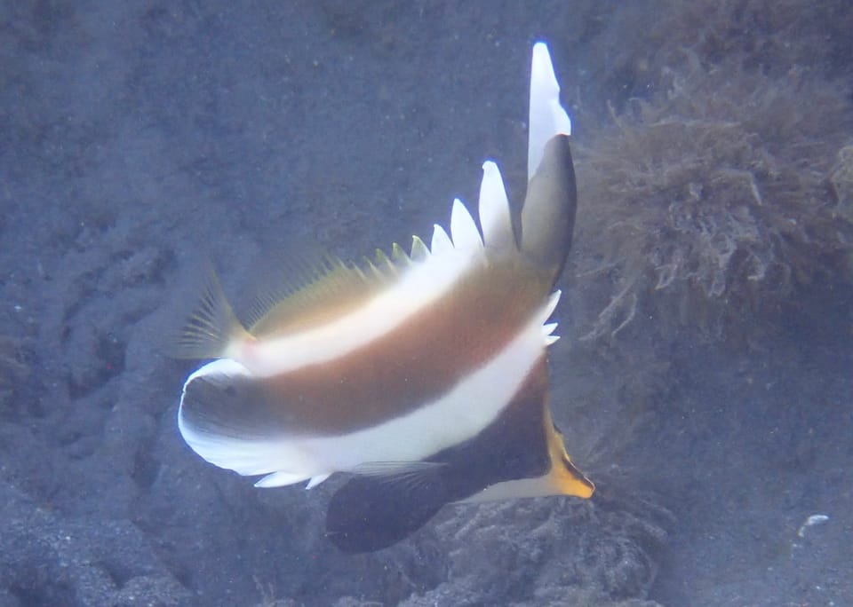 ภาพประกอบของ ปลาโนรีมีเขา (Heniochus chrysostomus)