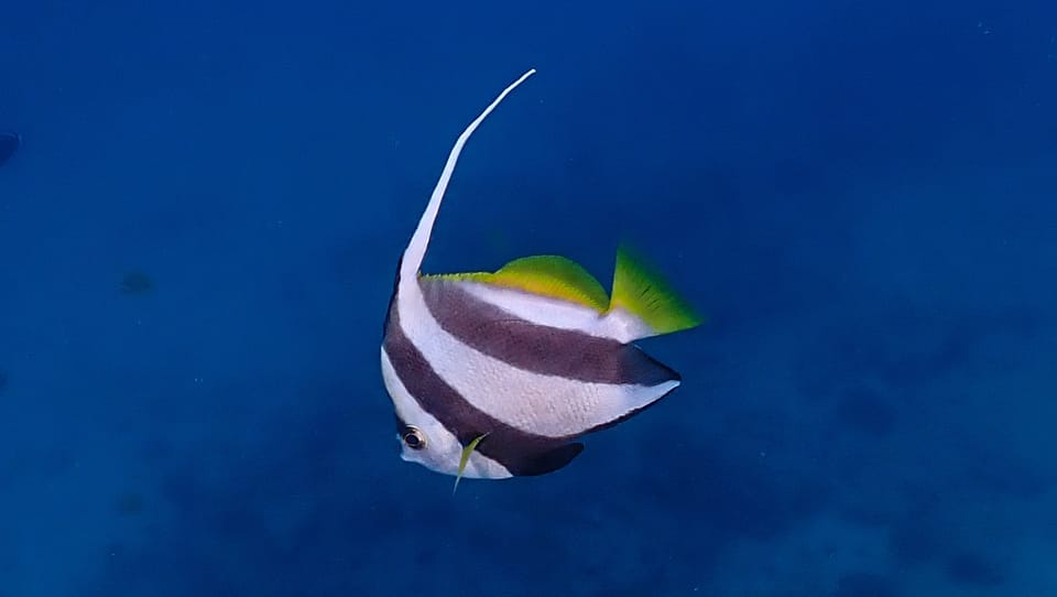 ภาพประกอบของ ปลาโนรีฝูง (Heniochus diphreutes)