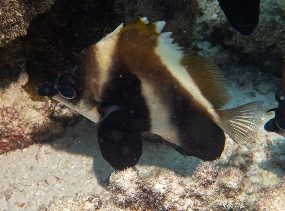 ภาพประกอบของ ปลาโนรีหน้าหัก (Heniochus pleurotaenia)