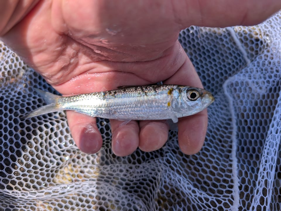 ภาพประกอบของ ปลา quadrimaculatus (Herklotsichthys quadrimaculatus)