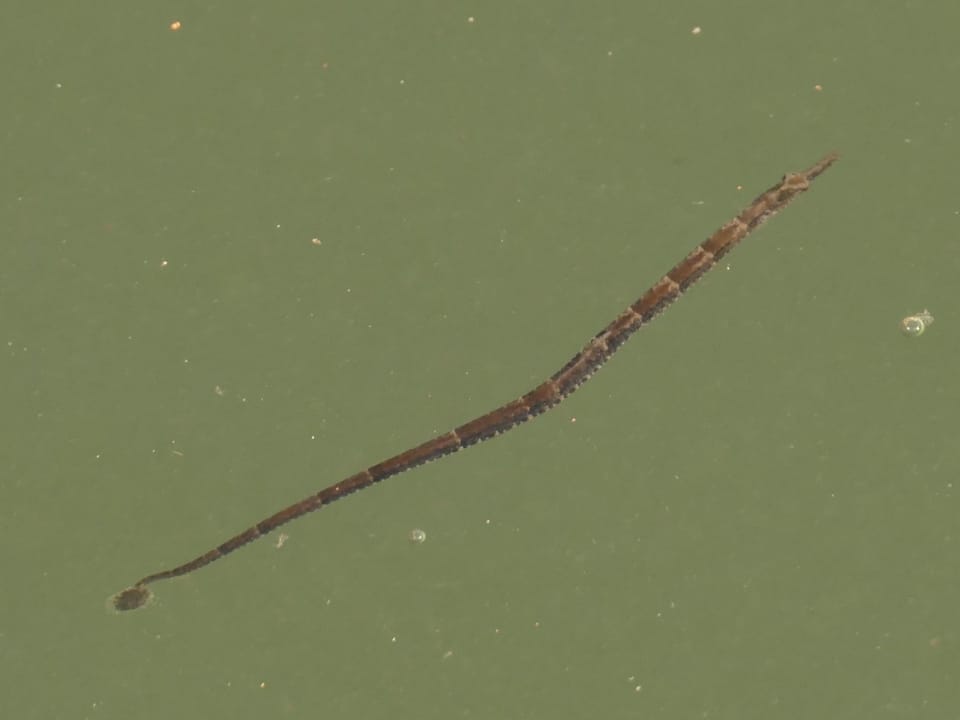 ภาพประกอบของ ปลาจิ้มฟันจระเข้ทะเล (Hippichthys spicifer)