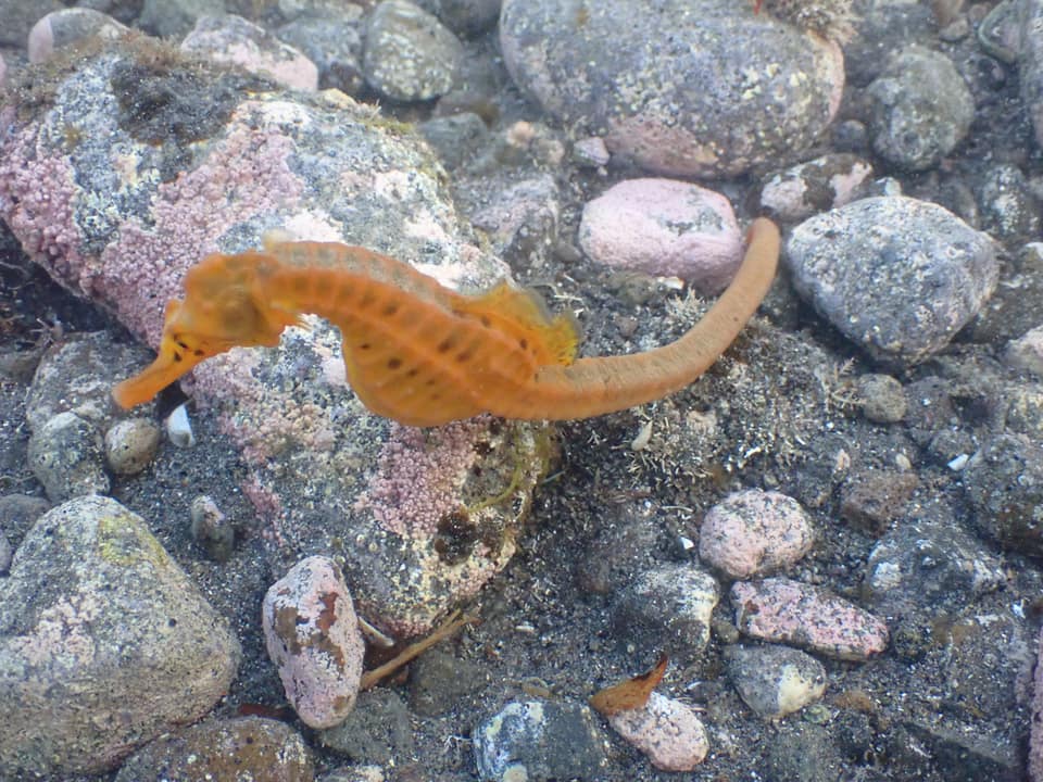 ภาพประกอบของ ม้าน้ำออสเตรเลีย (Hippocampus abdominalis)