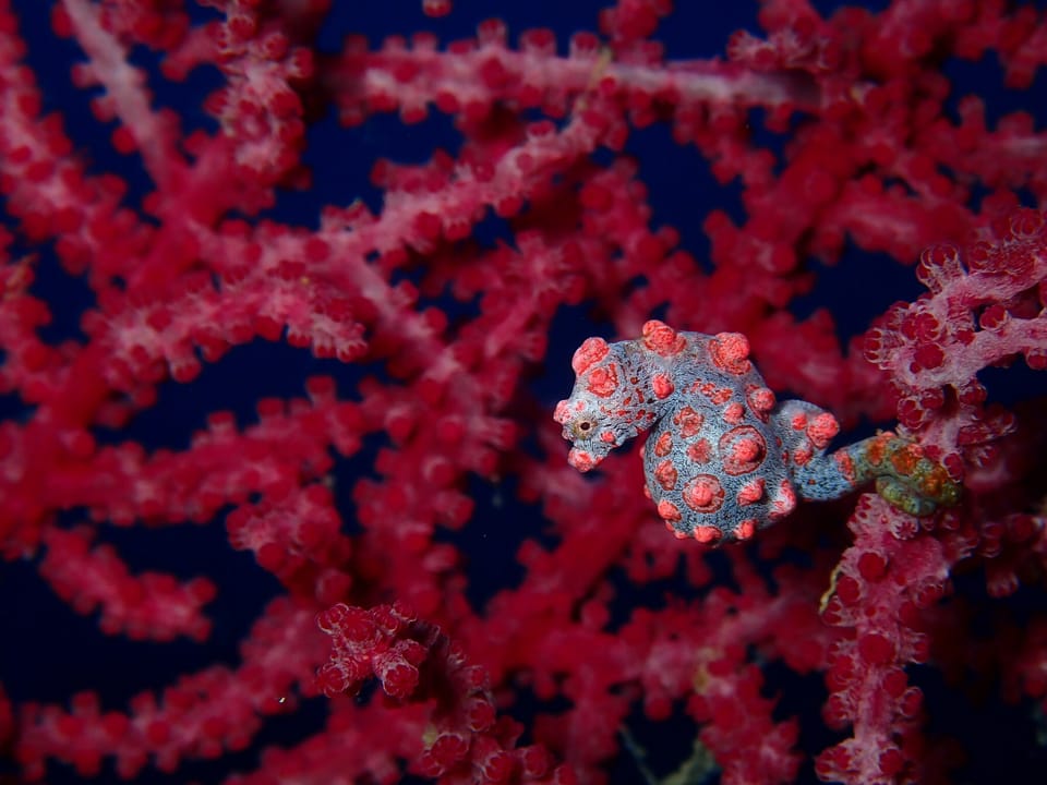 ภาพประกอบของ ม้าน้ำแคระ (Hippocampus bargibanti)