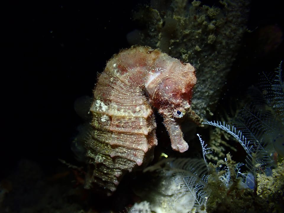 ภาพประกอบของ ม้าน้ำ borboniensis (Hippocampus borboniensis)