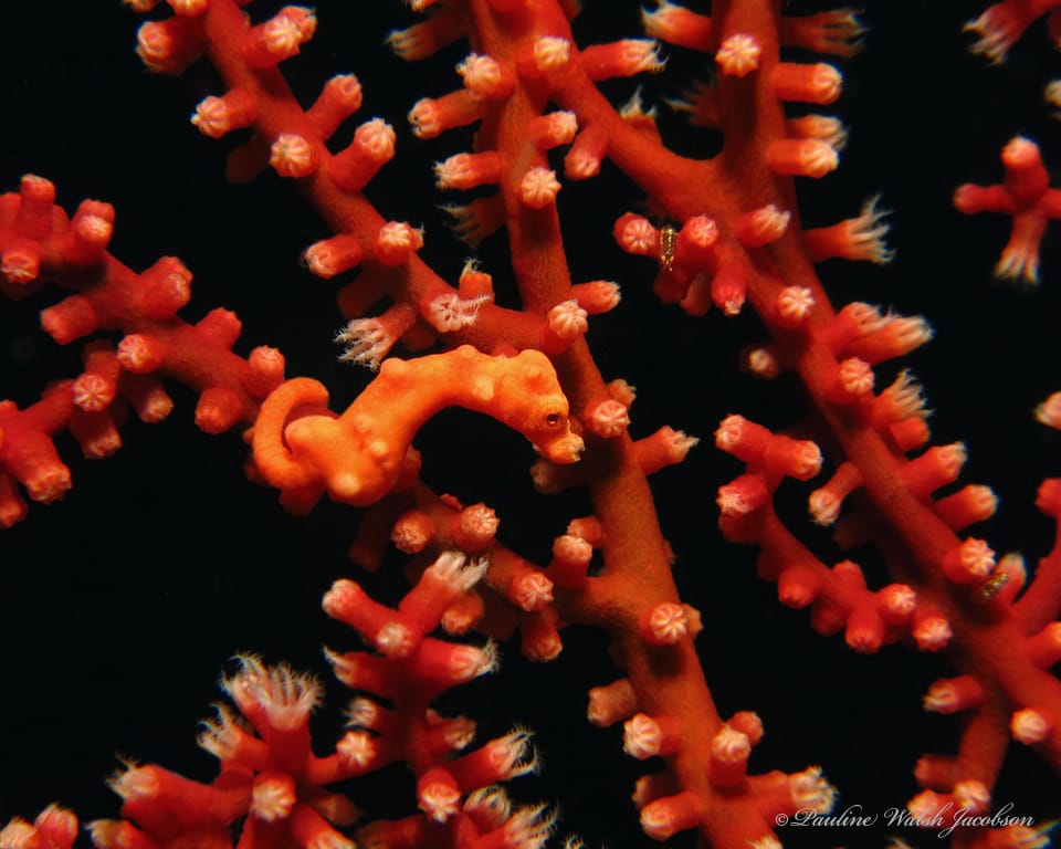 ภาพประกอบของ ม้าน้ำแคระ (Hippocampus denise)