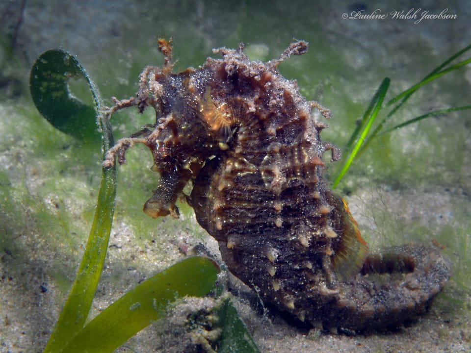 ภาพประกอบของ ม้าน้ำ erectus (Hippocampus erectus)