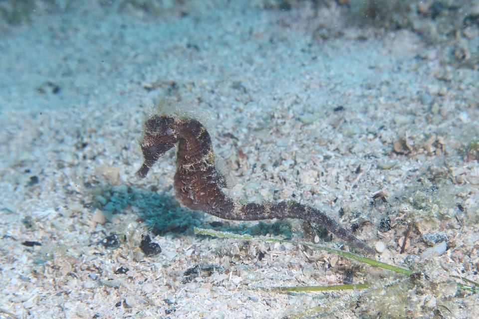 ภาพประกอบของ ม้าน้ำดำ (Hippocampus fuscus)