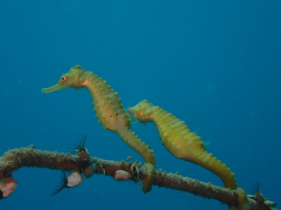 ภาพประกอบของ ม้าน้ำสามจุด (Hippocampus trimaculatus)