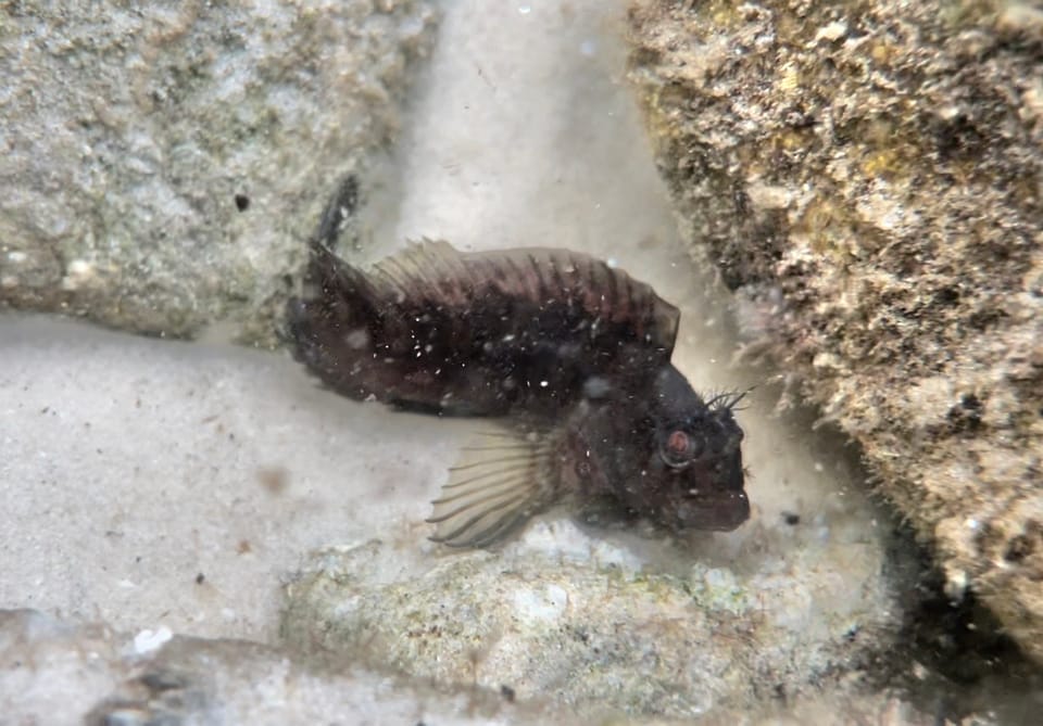 ภาพประกอบของ ปลาตั๊กแตนหินตั๊กแตนหิน (Hypleurochilus multifilis)