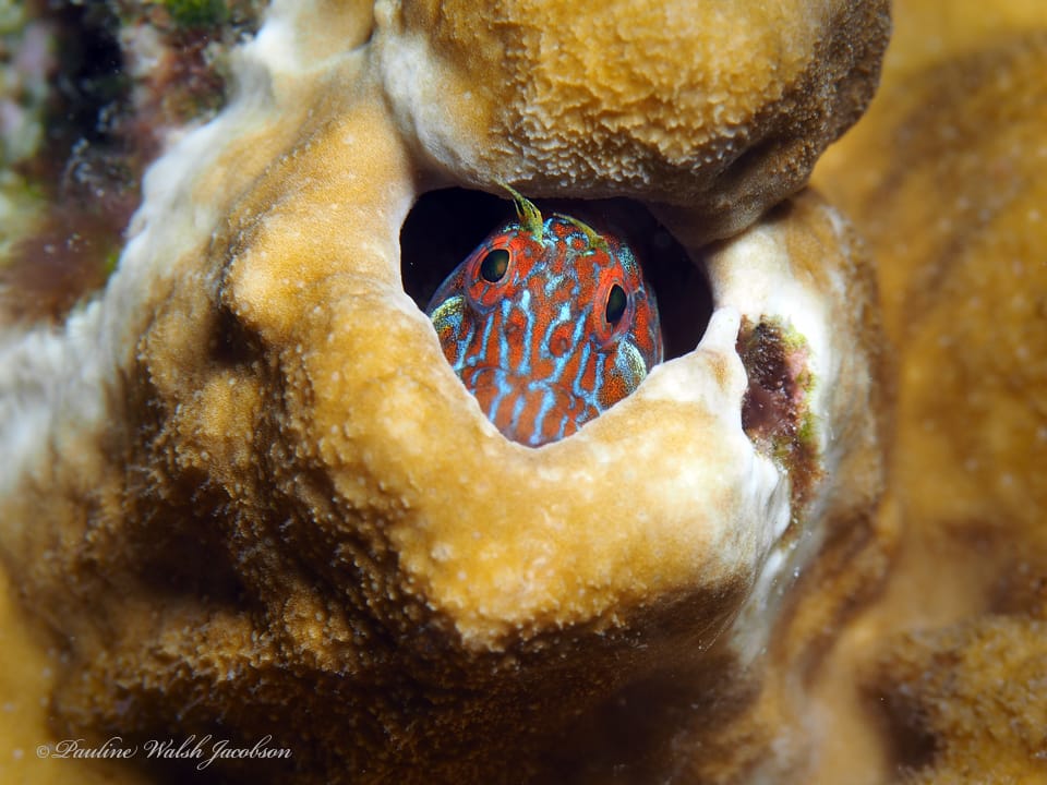ภาพประกอบของ ปลาตั๊กแตนหินส้มลายจุดตั๊กแตนหิน (Hypleurochilus springeri)