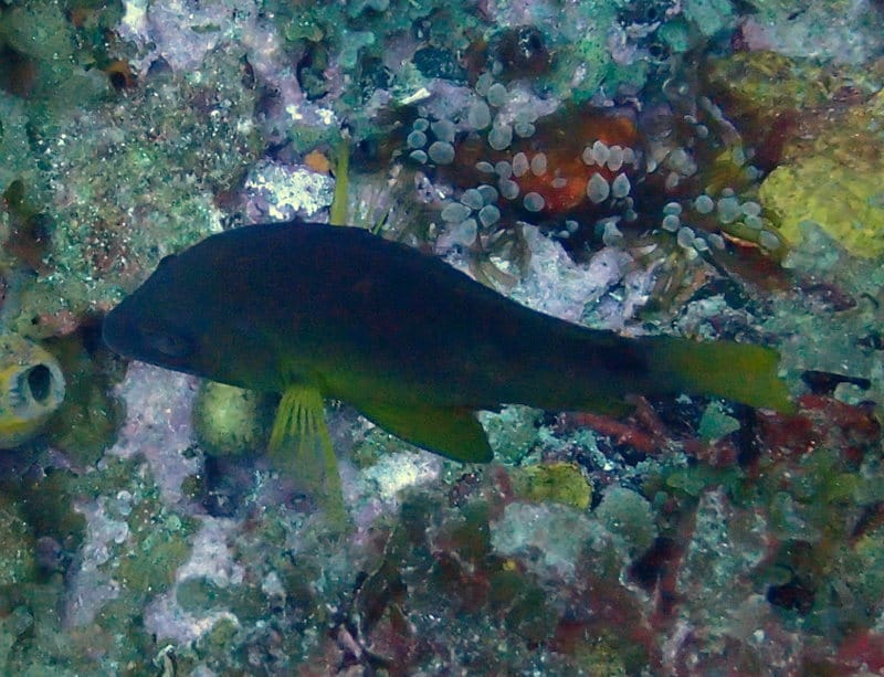 ภาพประกอบของ ปลากะรังจิ๋ว aberrans (Hypoplectrus aberrans)