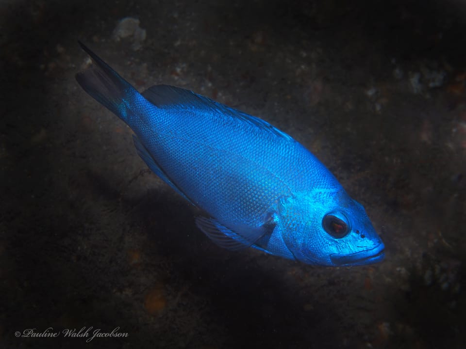 ภาพประกอบของ ปลากะรังจิ๋ว gemma (Hypoplectrus gemma)
