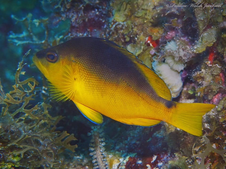 ภาพประกอบของ ปลากะรังจิ๋ว randallorum (Hypoplectrus randallorum)