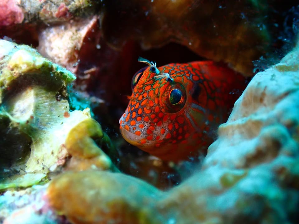 ภาพประกอบของ ปลาตั๊กแตนหินตั๊กแตนหิน (Hypsoblennius brevipinnis)