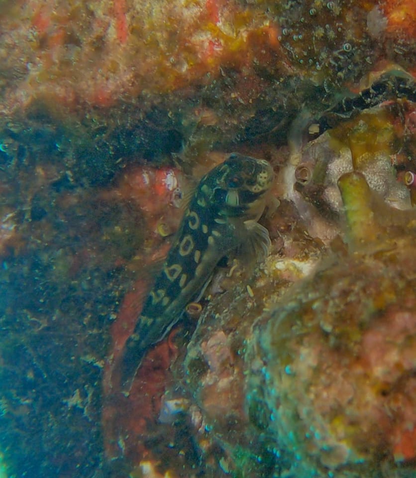 ภาพประกอบของ ปลาตั๊กแตนหินตั๊กแตนหิน (Hypsoblennius proteus)