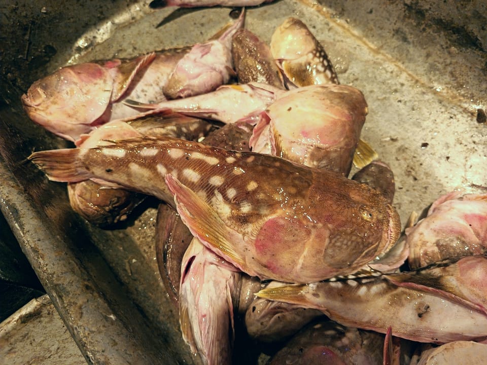 ภาพประกอบของ ปลา lebeck (Ichthyscopus lebeck)