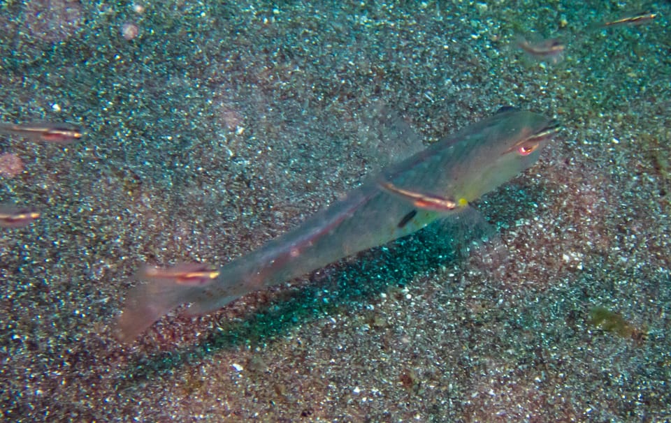 ภาพประกอบของ ปลานกขุนทองสองจุด (Iniistius bimaculatus)