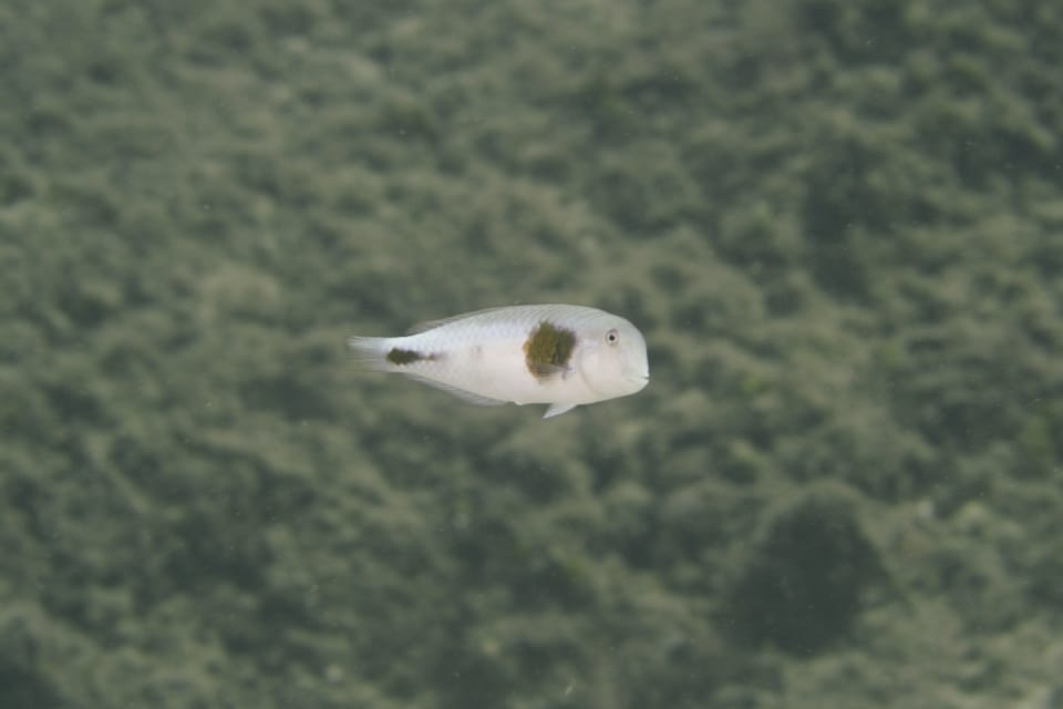 ภาพประกอบของ ปลานกขุนทอง celebicus (Iniistius celebicus)