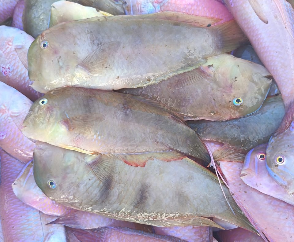 ภาพประกอบของ ปลานกขุนทองน้ำเงิน (Iniistius trivittatus)