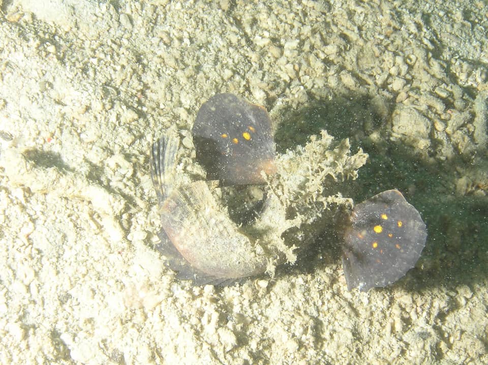 ภาพประกอบของ ปลา sinensis (Inimicus sinensis)