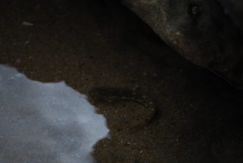 ภาพประกอบของ ปลาตั๊กแตนหิน bellus (Istiblennius bellus)