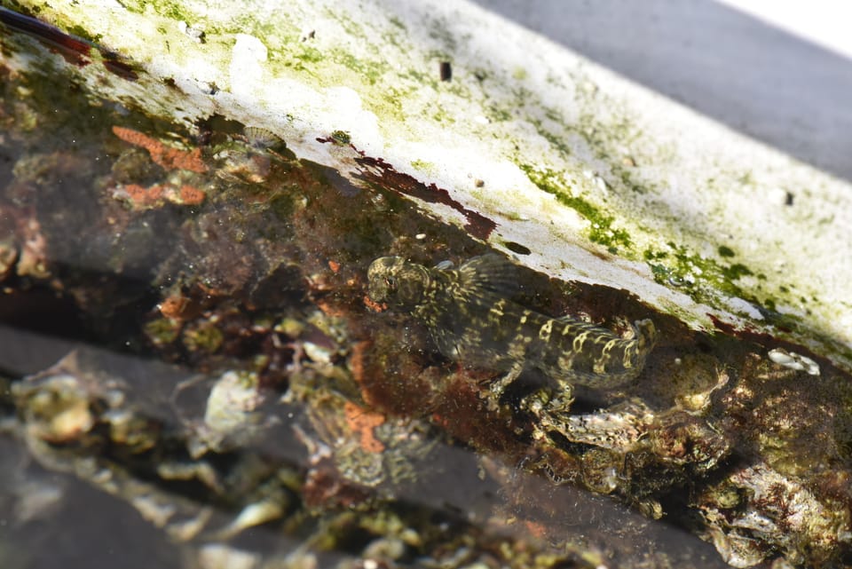 ภาพประกอบของ ปลากระบี่ลาย (Istiblennius dussumieri)