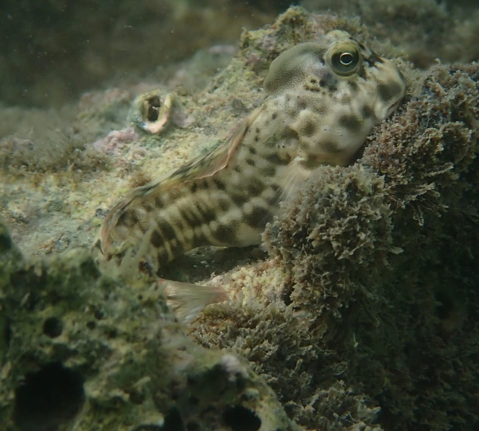 ภาพประกอบของ ปลาตั๊กแตนหิน flaviumbrinus (Istiblennius flaviumbrinus)