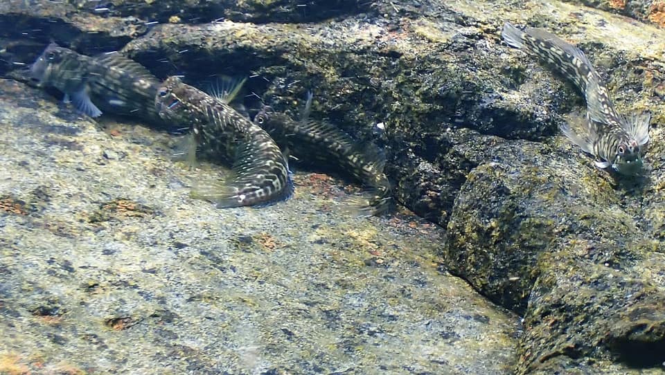 ภาพประกอบของ ปลาตั๊กแตนหิน pox (Istiblennius pox)