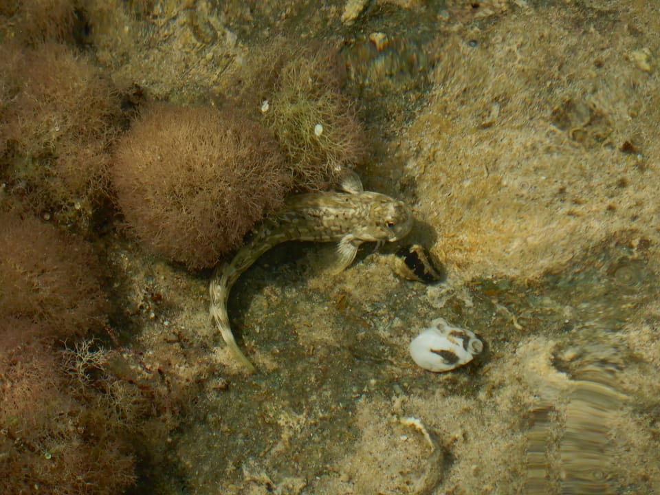 ภาพประกอบของ ปลาตั๊กแตนหิน rivulatus (Istiblennius rivulatus)