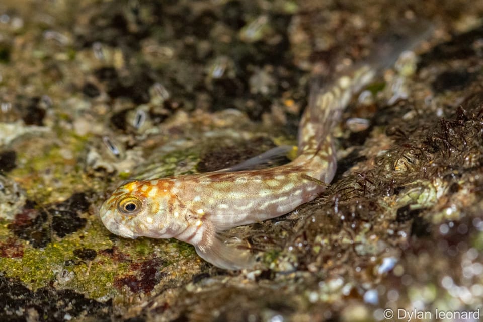 ภาพประกอบของ ปลาตั๊กแตนหินลายจุด (Istiblennius spilotus)