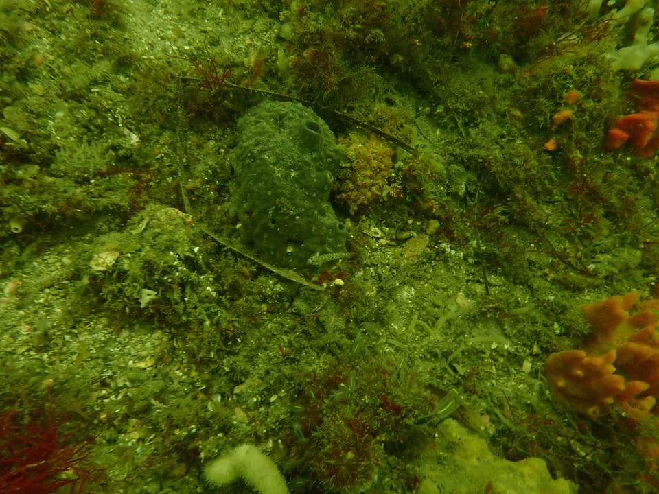 ภาพประกอบของ ปลาบู่ hoesei (Istigobius hoesei)
