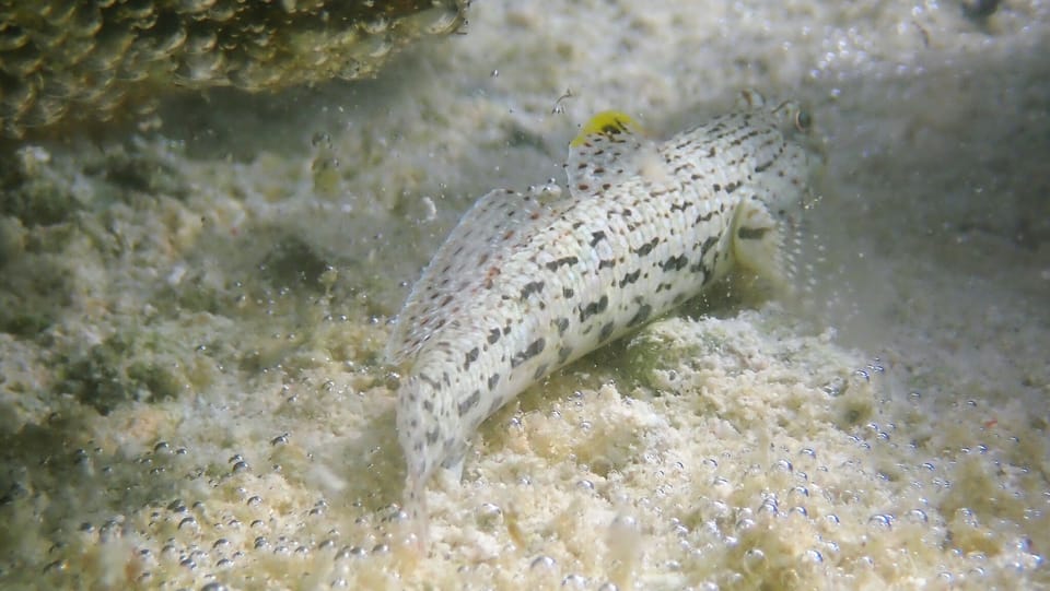 ภาพประกอบของ ปลาบู่ทราย (Istigobius ornatus)