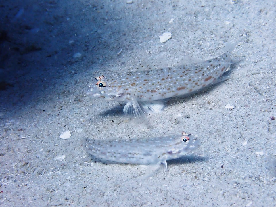 ภาพประกอบของ ปลาบู่น้ำตาลลายประพื้นทราย (Istigobius rigilius)