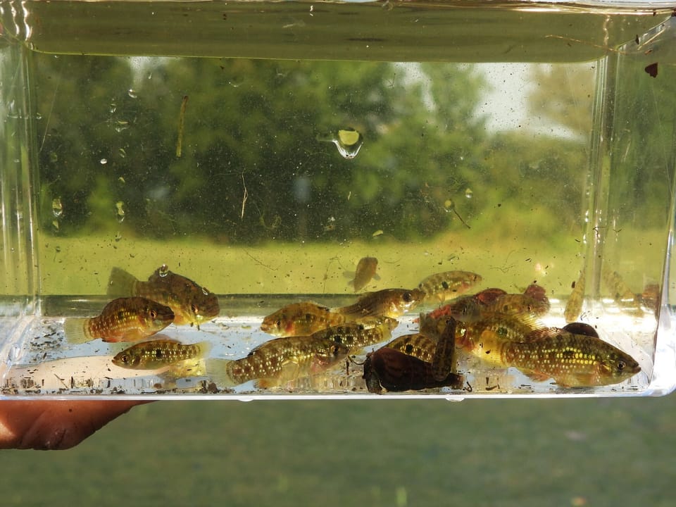 ภาพประกอบของ ปลา floridae (Jordanella floridae)