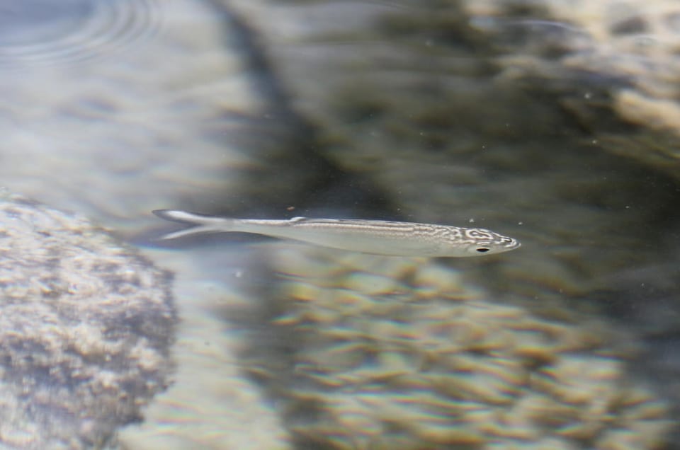 ภาพประกอบของ ปลา sandvicensis (Kuhlia sandvicensis)