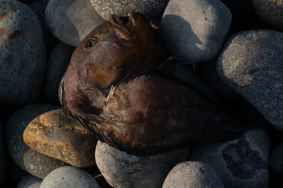 ภาพประกอบของ ปลา philippii (Labrisomus philippii)