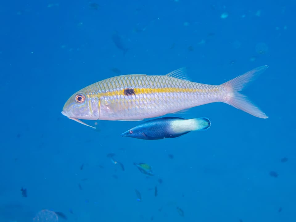 ภาพประกอบของ ปลานกขุนทองทำความสะอาดทำความสะอาด (Labroides bicolor)