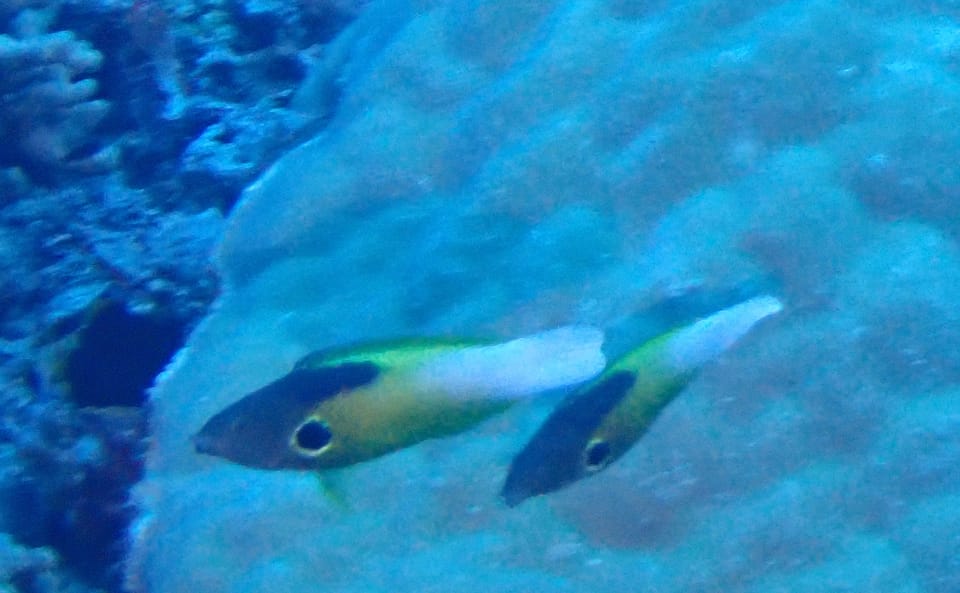 ภาพประกอบของ ปลานกขุนทอง alleni (Labropsis alleni)
