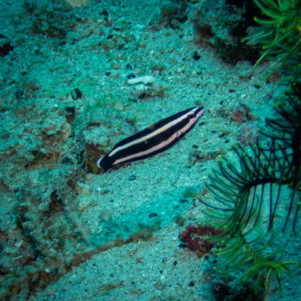 ภาพประกอบของ ปลานกขุนทอง manabei (Labropsis manabei)