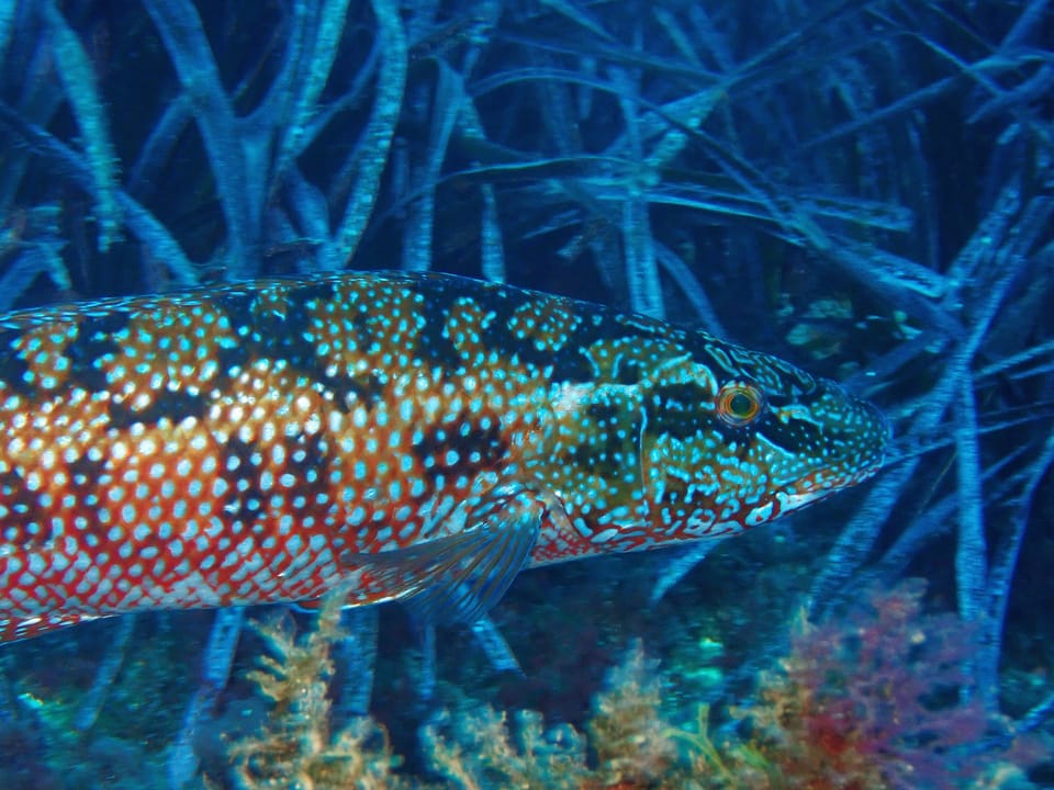 ภาพประกอบของ ปลานกขุนทองเขียว (Labrus viridis)