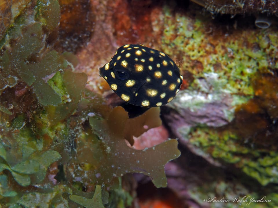 ภาพประกอบของ ปลากล่อง triqueter (Lactophrys triqueter)