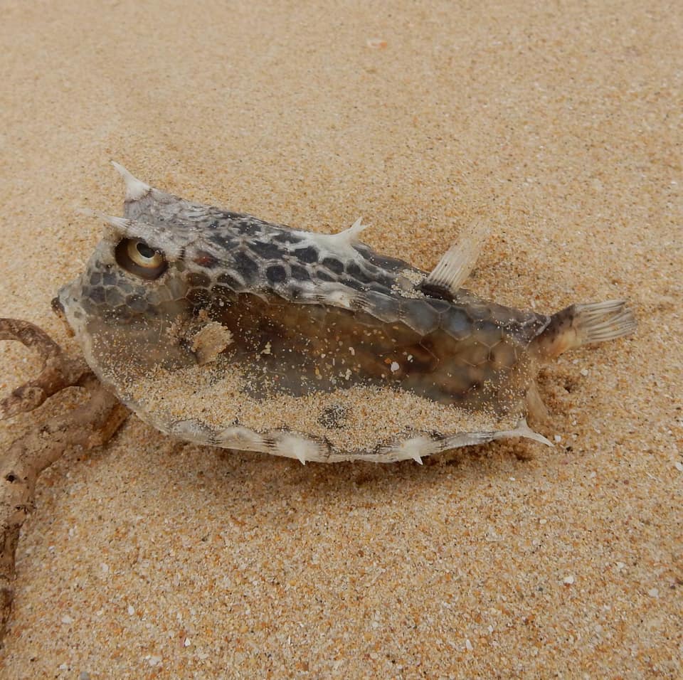 ภาพประกอบของ ปลากล่องเขา diaphana (Lactoria diaphana)