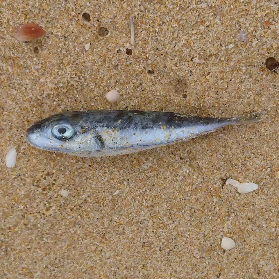 ภาพประกอบของ ปลาปักเป้ายักษ์ (Lagocephalus sceleratus)