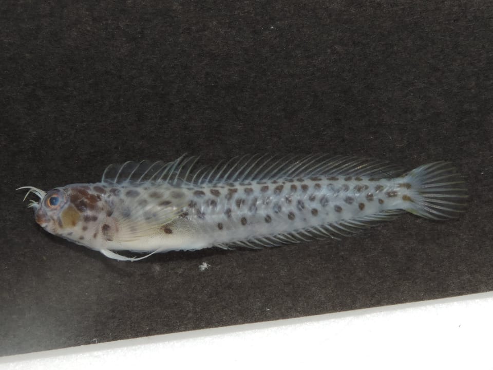ภาพประกอบของ ปลาตั๊กแตนหิน longispinis (Laiphognathus longispinis)