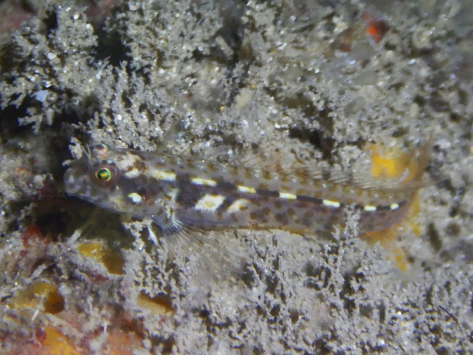 ภาพประกอบของ ปลาตั๊กแตนหินลายจุดตั๊กแตนหิน (Laiphognathus multimaculatus)
