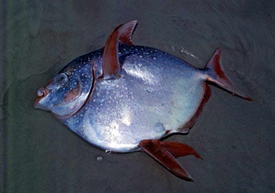 ภาพประกอบของ ปลา australensis (Lampris australensis)