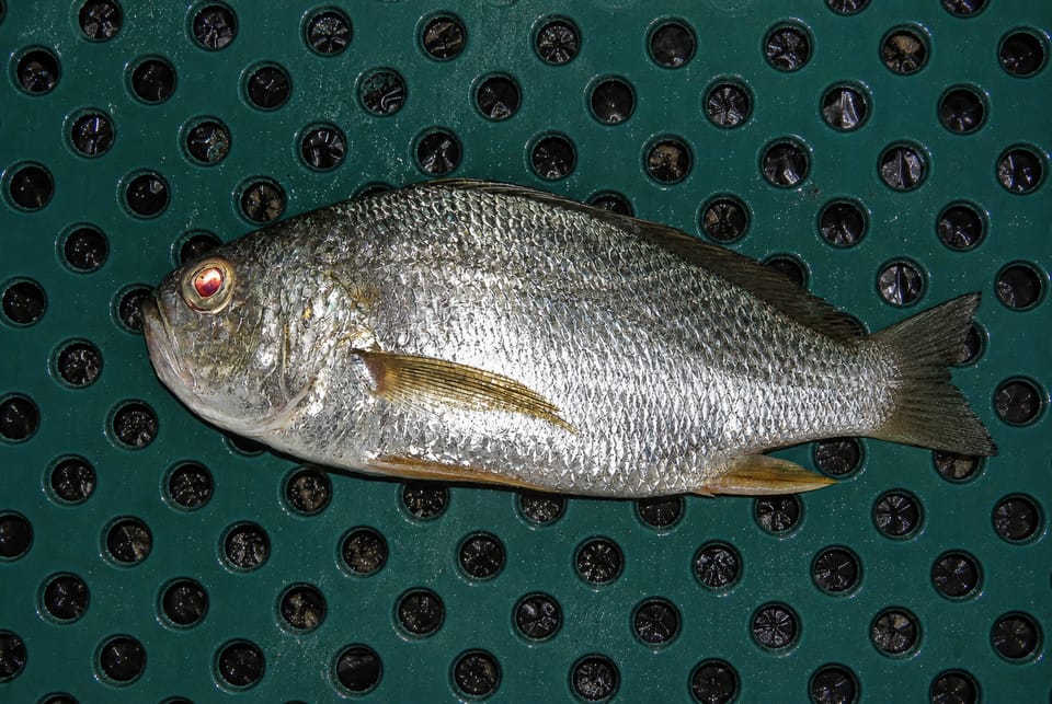 ภาพประกอบของ ปลาจวด breviceps (Larimus breviceps)