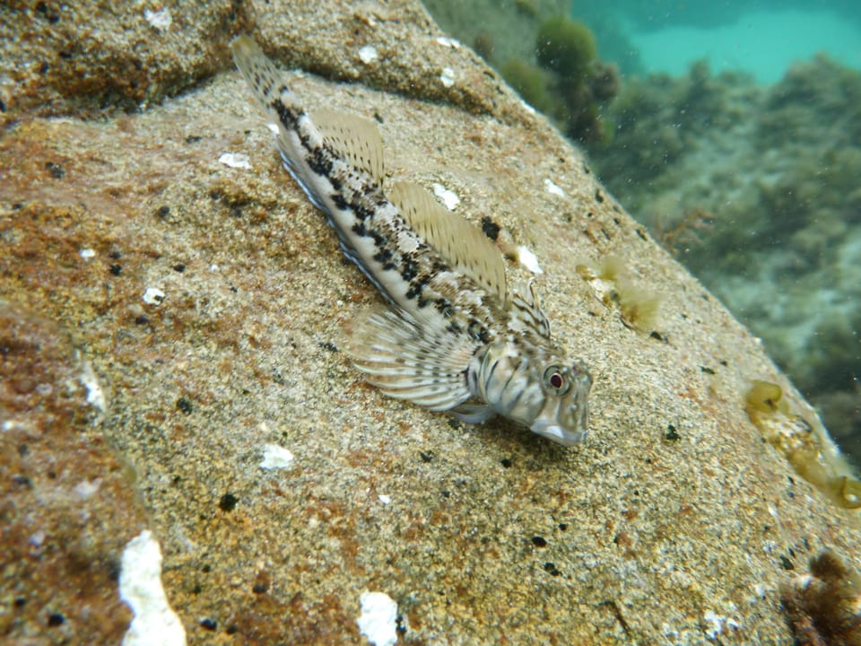 ภาพประกอบของ ปลา marmoratus (Lepidoblennius marmoratus)
